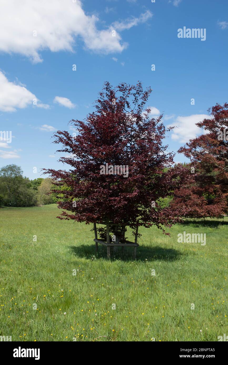 Viola foglie primaverili di un Faggio (Fagus sylvatica purpurea) che cresce in un campo in un paesaggio di campagna e un cielo blu luminoso sfondo Foto Stock