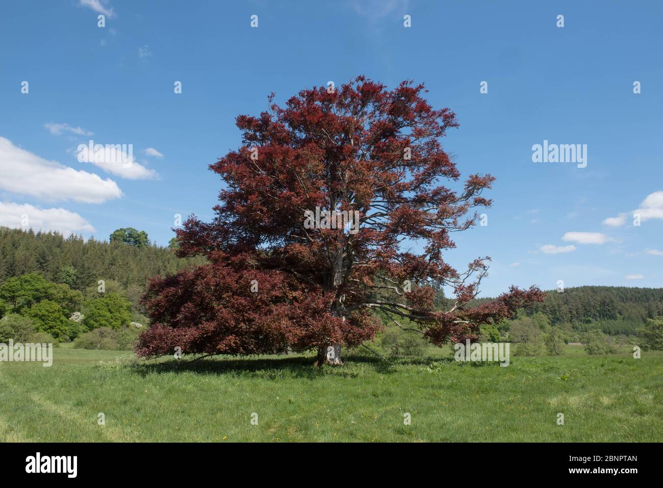 Foliage di primavera di un antico albero di faggio di rame (Fagus sylvatica purpurea) che cresce in un campo di campagna e un luminoso cielo blu sfondo Foto Stock