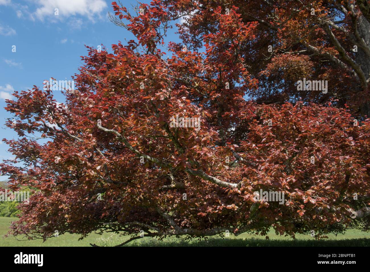 Foglie primaverili di un antico albero di faggio di rame (Fagus sylvatica purpurea) che cresce in un campo in un paesaggio rurale nel Devon Rurale, Inghilterra, Regno Unito Foto Stock