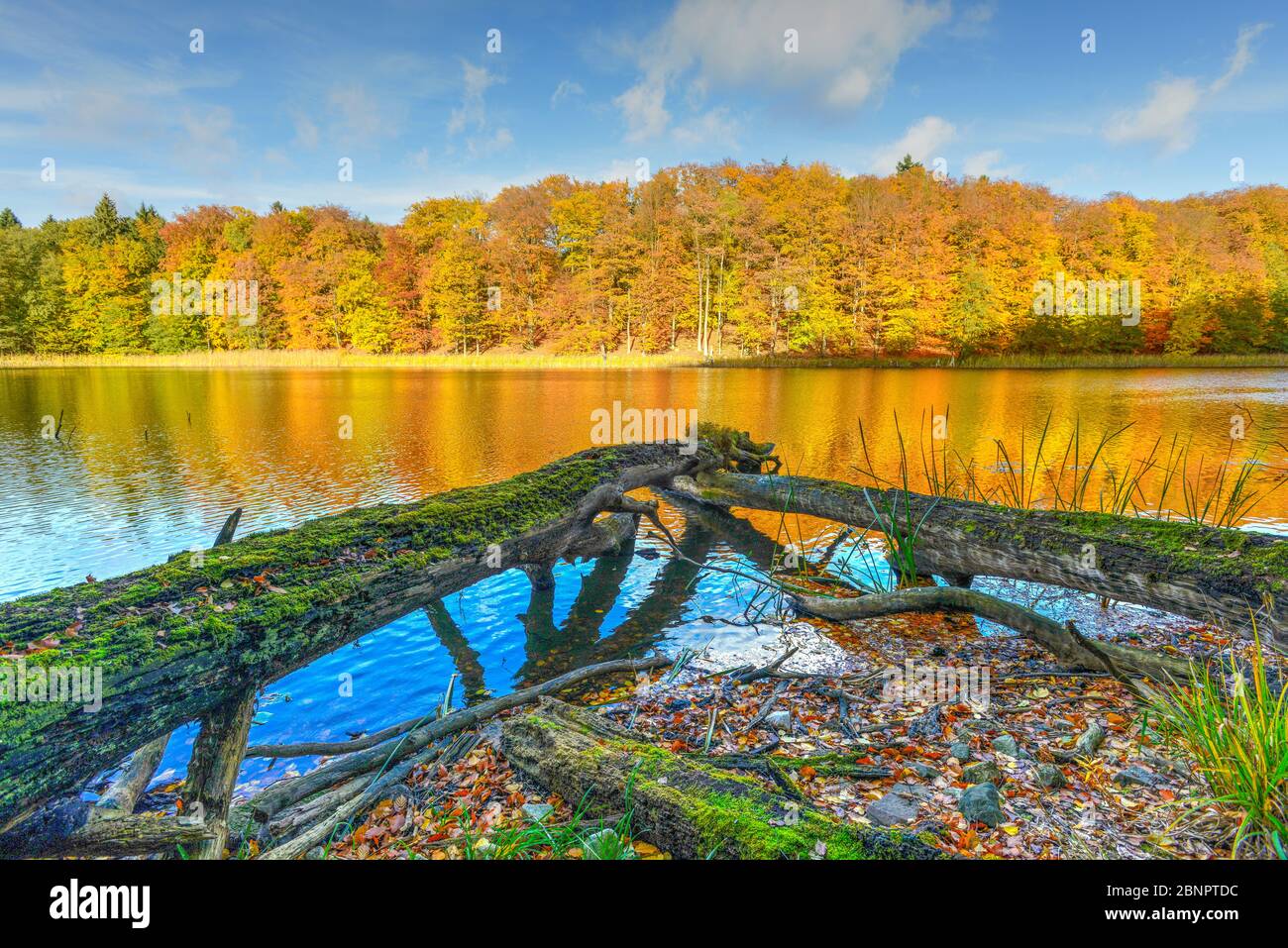 Autunno nella faggeta Grumsin, patrimonio mondiale dell'UNESCO, Angermünde, Uckermark, Brandeburgo, Germania Foto Stock