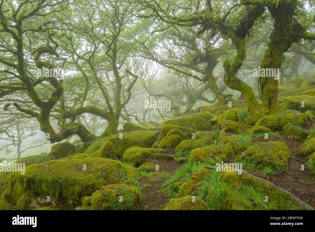 Foresta di querce Spooky con rocce mussose, Wistman's Wood, Dartmoor, Two Bridges, Princetown, Devon, Inghilterra sud-occidentale, Inghilterra, Regno Unito, Europa Foto Stock