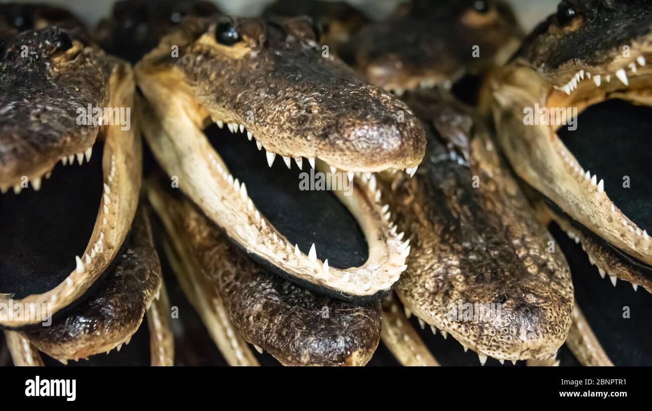 Un alligatore ricordo si dirige al Gator Bob's Trading Post a St. Augustine, Florida. (STATI UNITI) Foto Stock