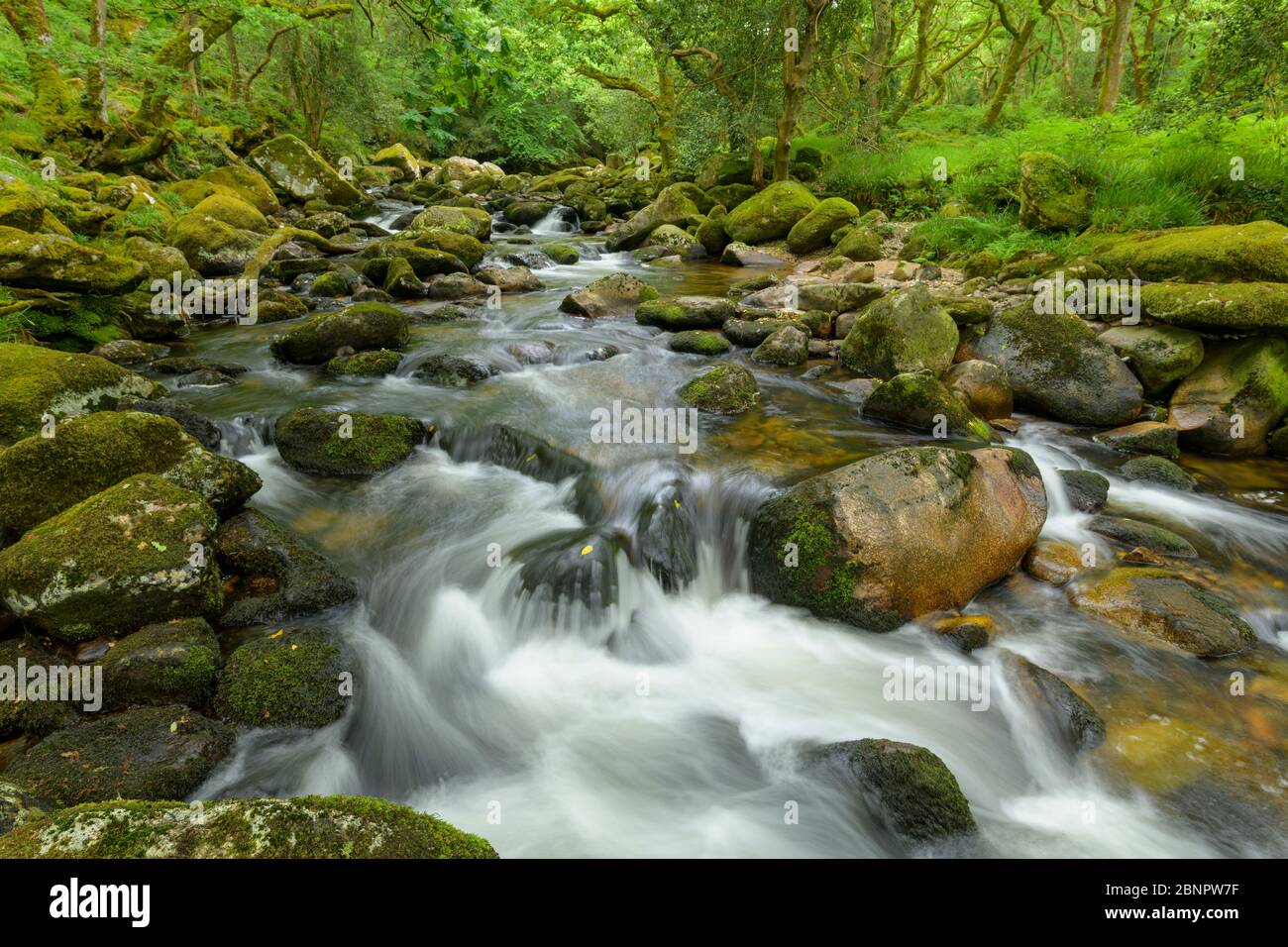 Fiume nella foresta, River Plym, Dewerstone wood, Plymouth, Devon, Inghilterra, Regno Unito, Europa Foto Stock