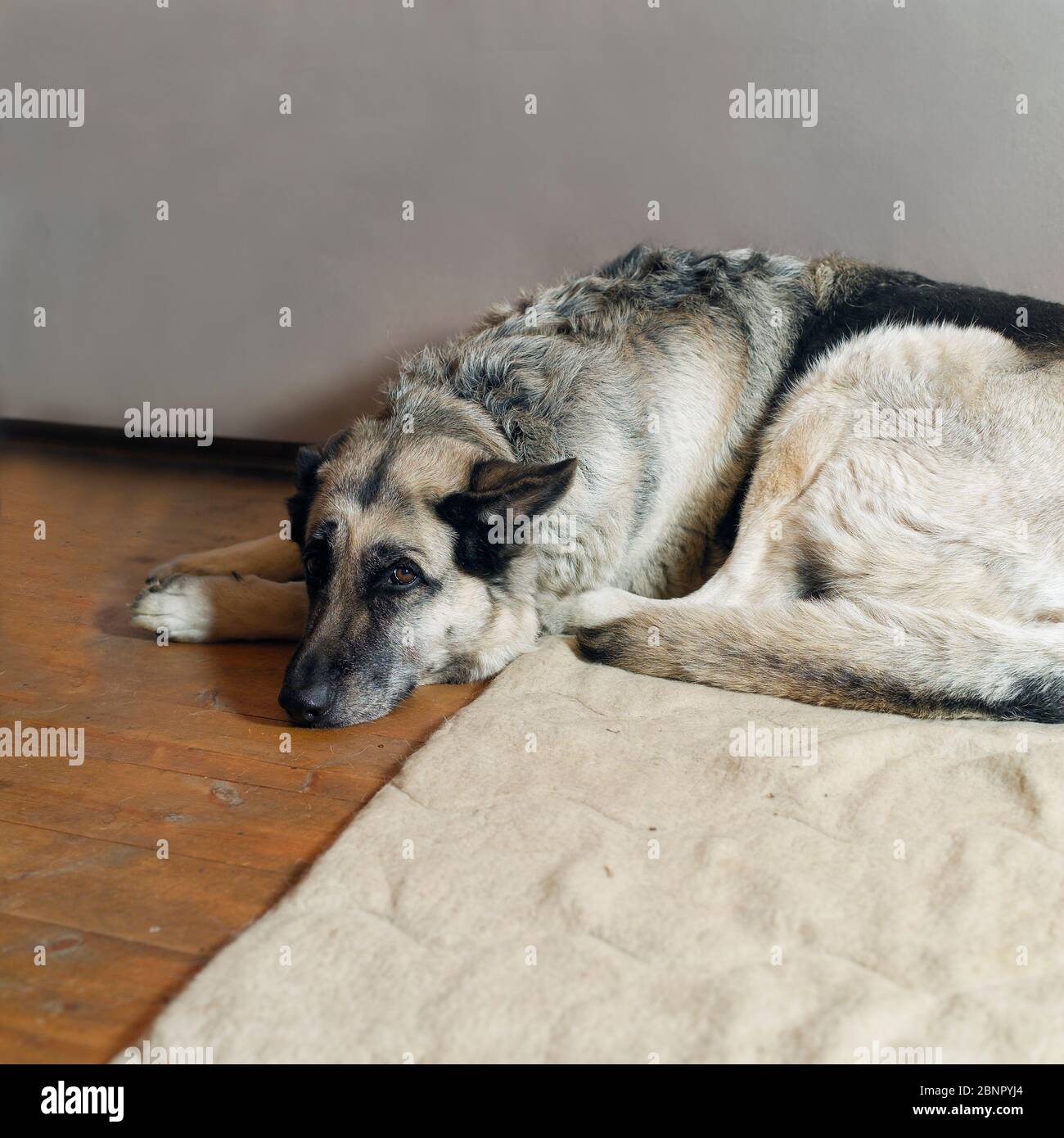 Ritratto di un cane pastore che poggia su un tappetino, colpo interno Foto Stock