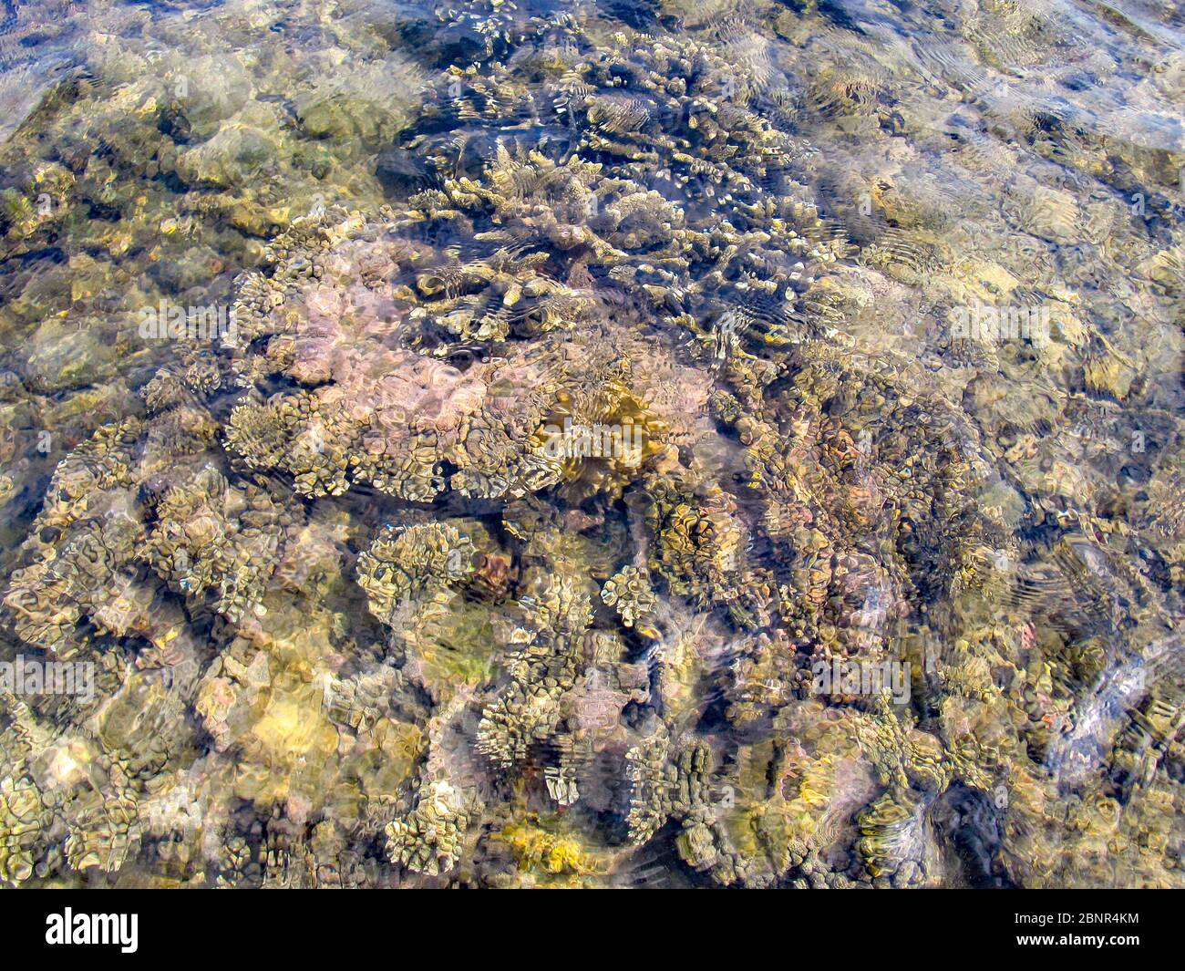 Vari tipi diversi di coralli d'acqua poco profondi, come si vede dalla superficie durante la marea di riflusso nell'isola di KaNyaka, Mozambico meridionale Foto Stock