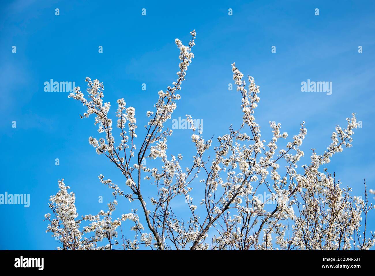 Ciliegia selvatica fiorente, ciliegia di uccello, Prunus avium Foto Stock