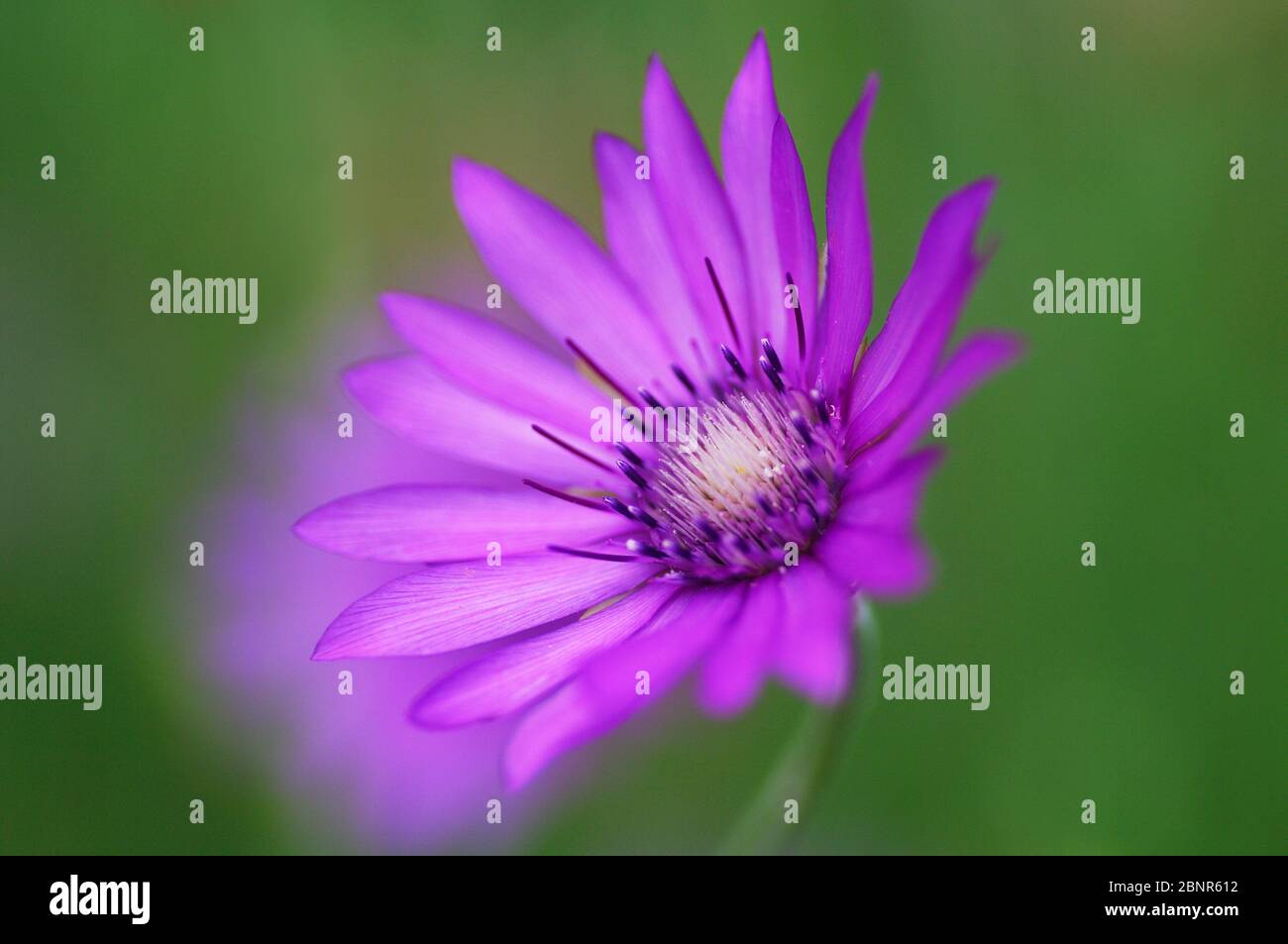 Europa, Germania, Assia, Marburg, giardino botanico dell'Università di Filippo, fioritura del fiore di carta nel dipartimento sistematico Foto Stock