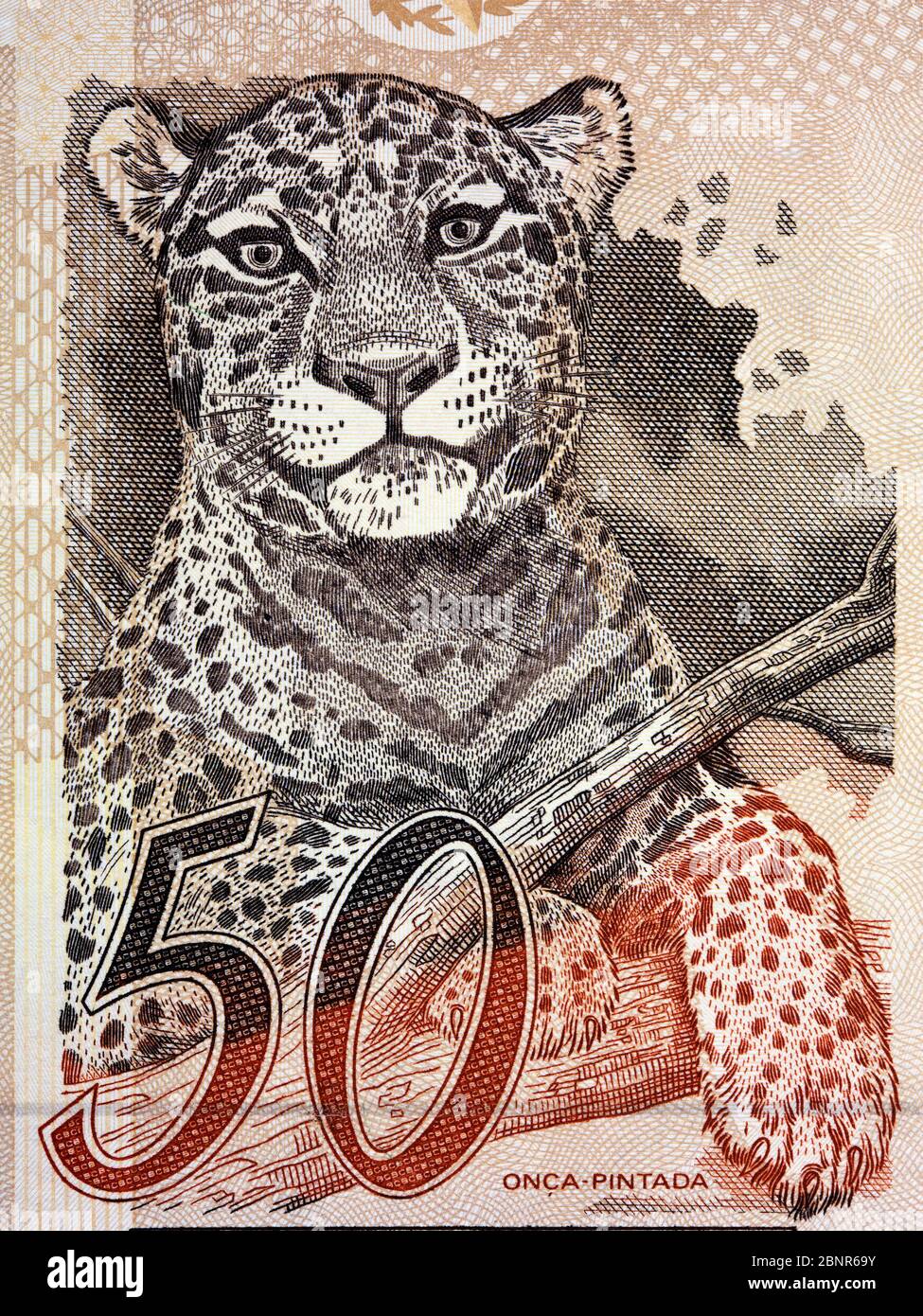 Jaguar un ritratto dal vecchio denaro brasiliano Foto Stock