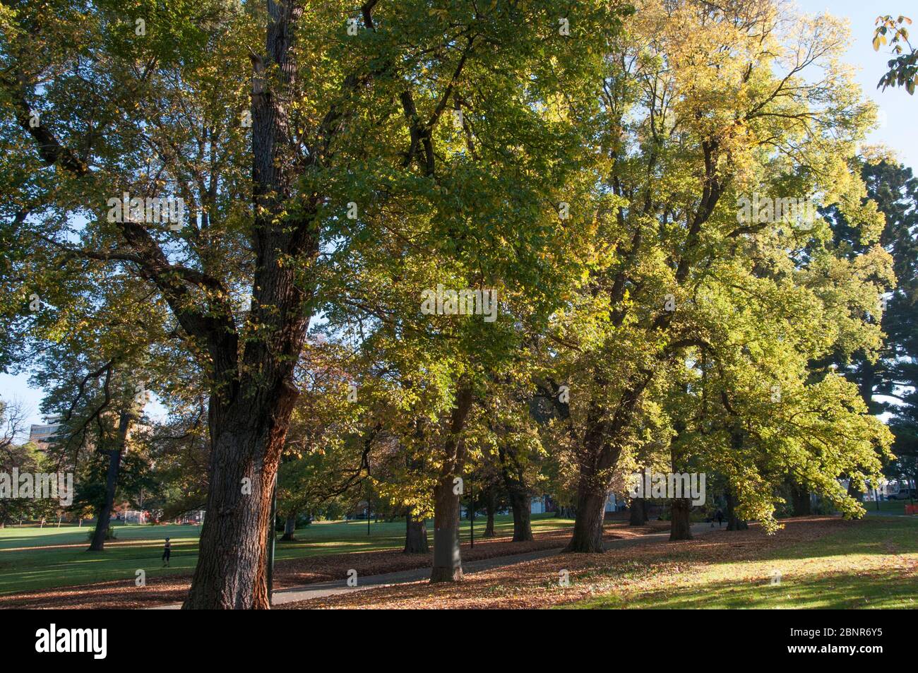 Mattina d'autunno nei Fitzroy Gardens, all'estremità orientale del quartiere degli affari della città, Melbourne, Australia Foto Stock