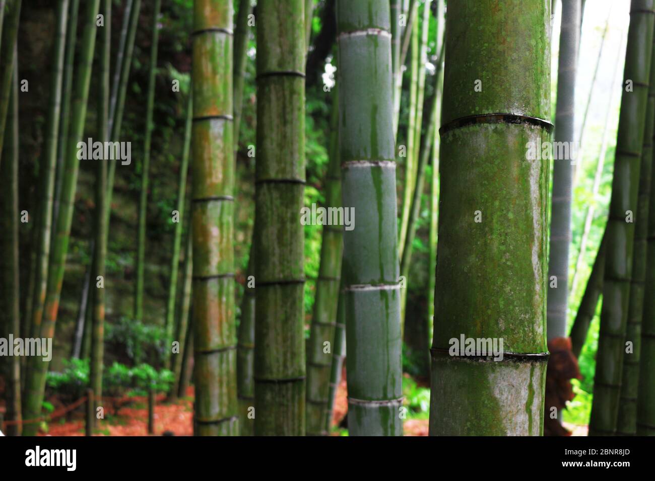 Scenario di foresta di bambù dopo la pioggia Foto Stock