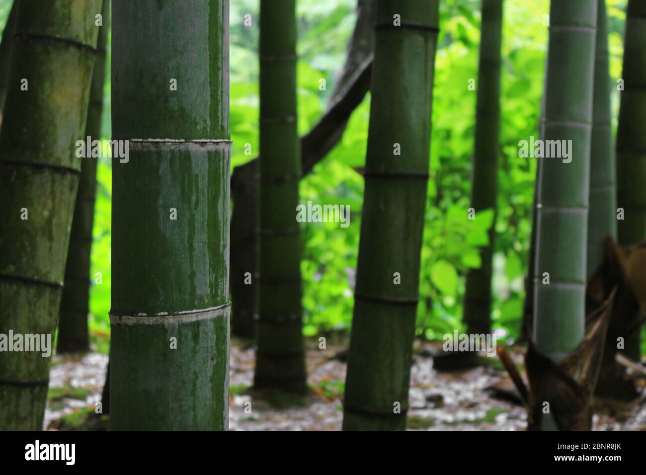Scenario di foresta di bambù dopo la pioggia Foto Stock