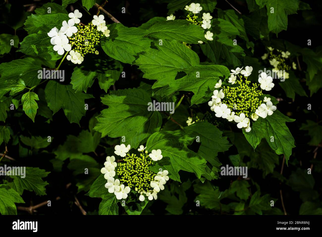 Primo piano esterno di un anello di Viburnum (Guelder Rose) Foto Stock