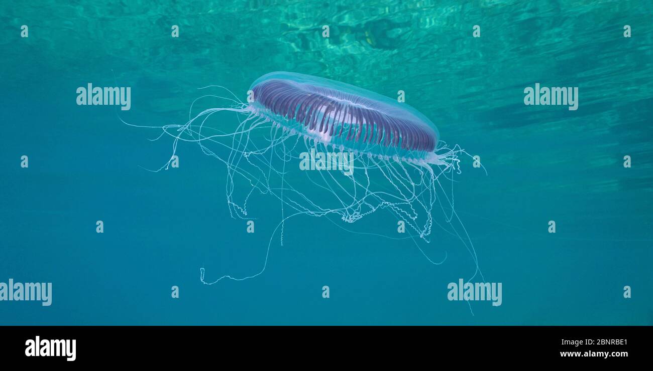 Una medusa a coste, Aequorea forskalea, sottomarina nel Mar Mediterraneo, Costa Azzurra, Francia Foto Stock