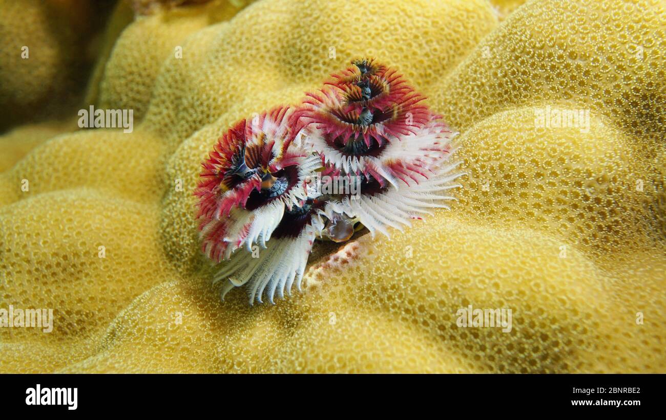 Vita marina, verme dell'albero di Natale, Spirobranchus giganteus, fissato su corallo lobo, sottomarino nell'oceano Pacifico, Polinesia, isole Cook Foto Stock