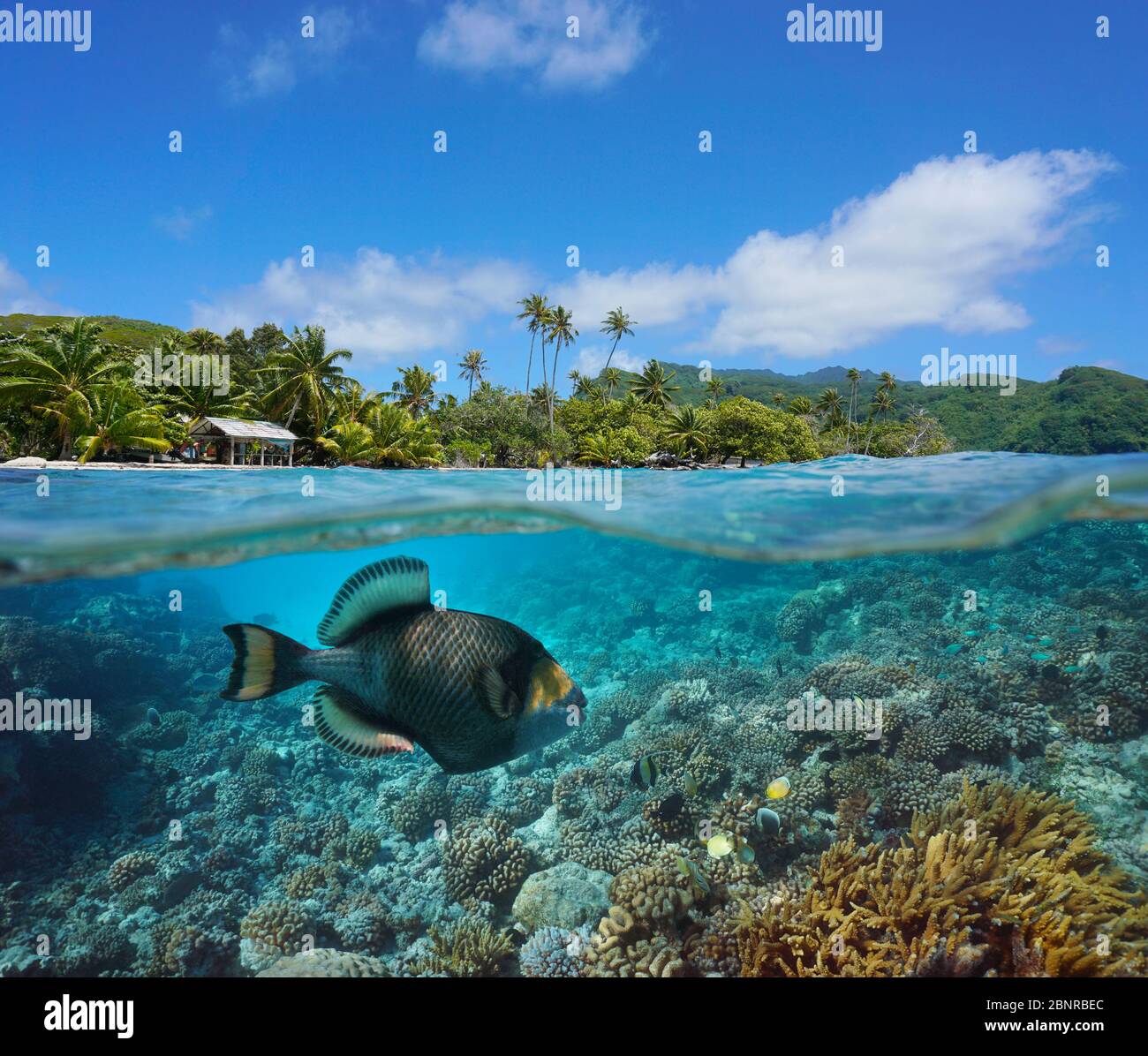 Costa tropicale e barriera corallina con pesci triggerfish titan sott'acqua, vista su e sotto la superficie dell'acqua, Polinesia francese, oceano Pacifico Foto Stock