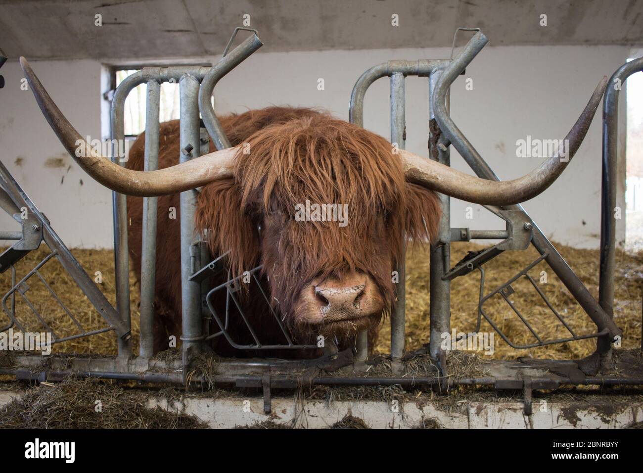 Bestiame delle Highland su Gut Aiderbichl Foto Stock