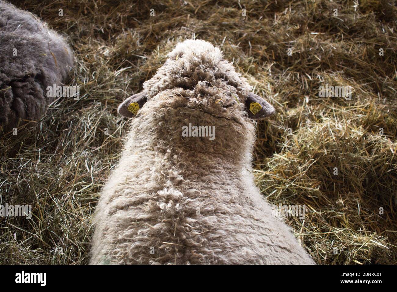 Pecora su Gut Aiderbichl Foto Stock