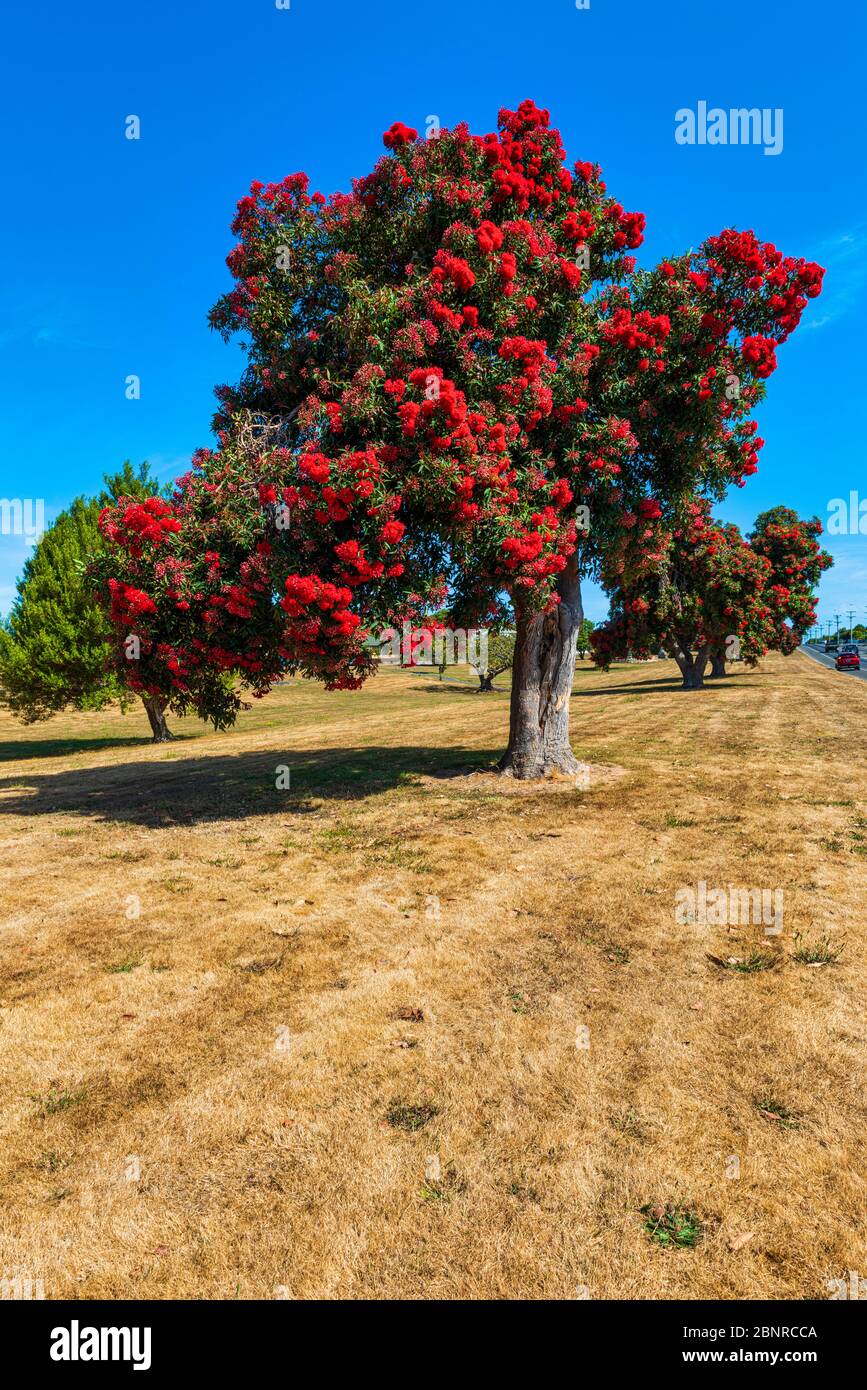Albero di Pohutukawa a Kaikoura in Nuova Zelanda Foto Stock