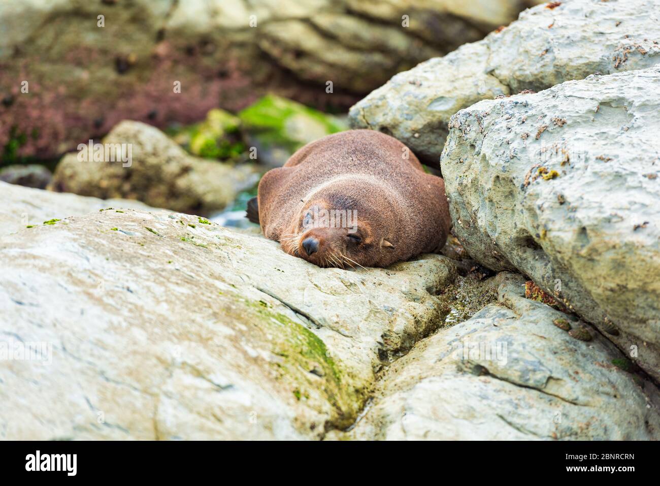 Una foca selvatica (kekeno) che riposa sulle rocce a Kaikoura in Nuova Zelanda. Foto Stock