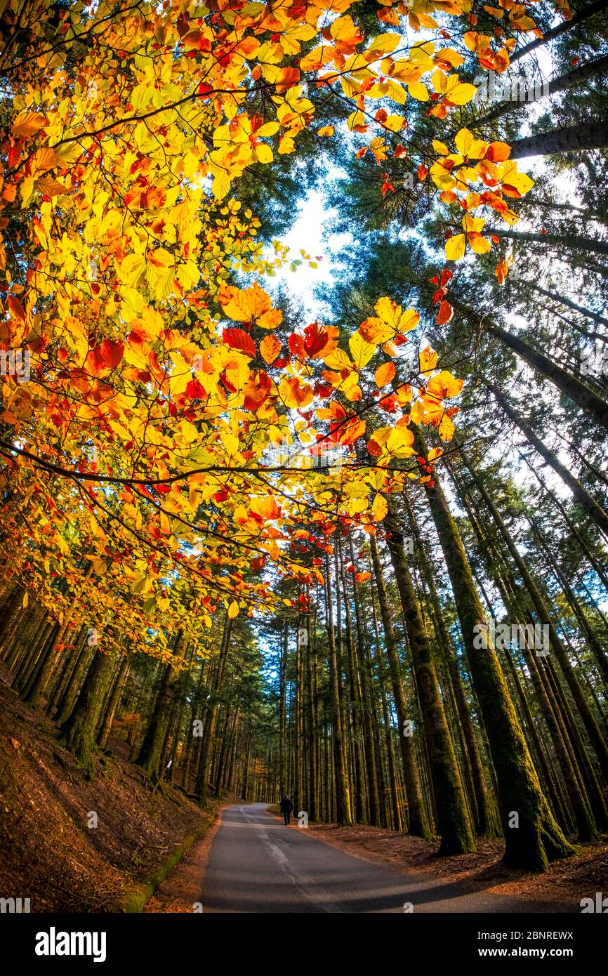 Parco Nazionale delle foreste Casentinesi, Badia Prataglia, Toscana, Italia, Europa. Una persona sta camminando sulla strada attraverso il bosco. Foto Stock