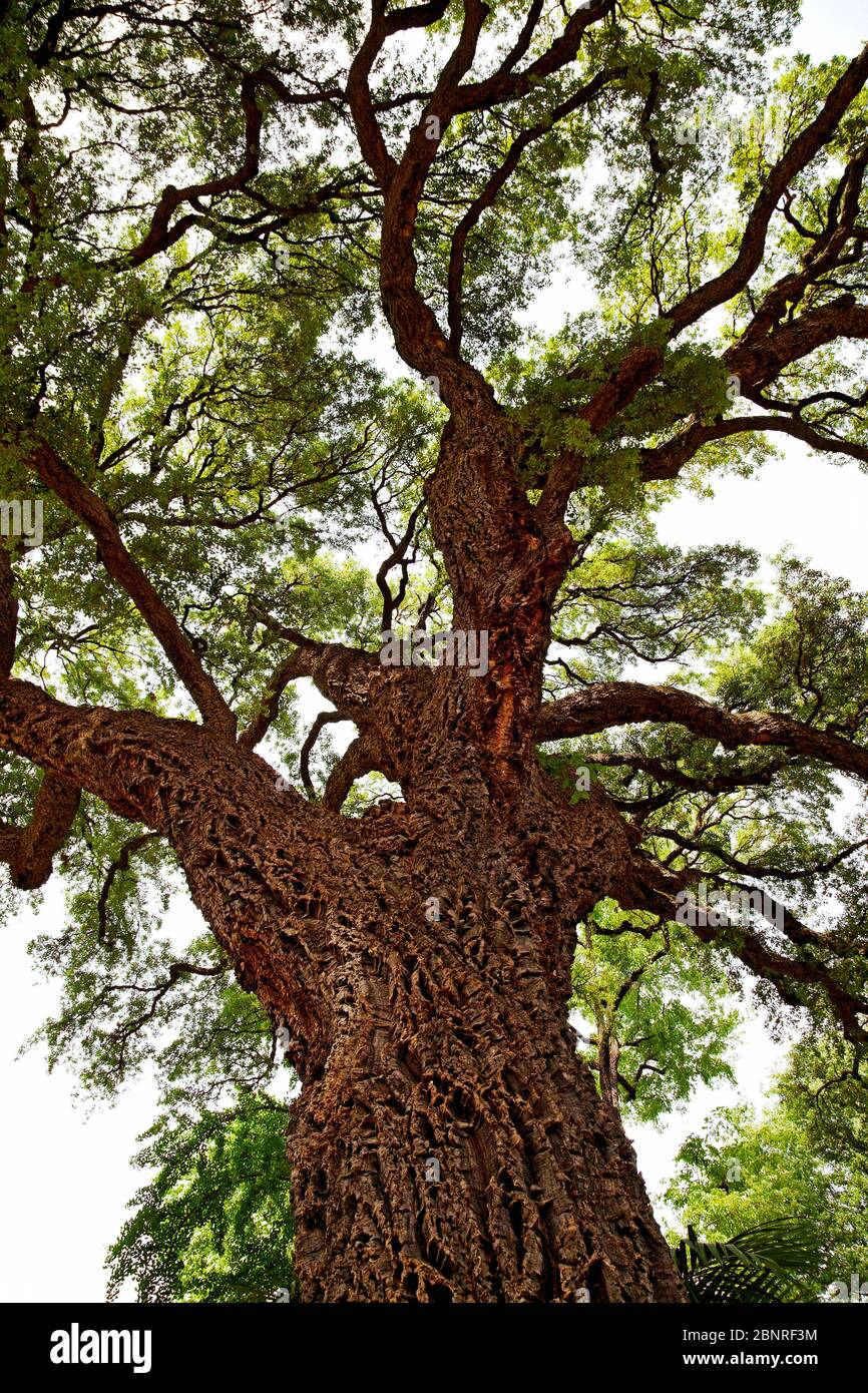 Albero, grande, Firenze, Toscana, Italia Foto Stock