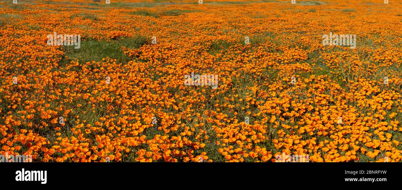 Ampia vista panoramica dei fiori di papavero con macchie di erba verde punteggiata. Foto Stock