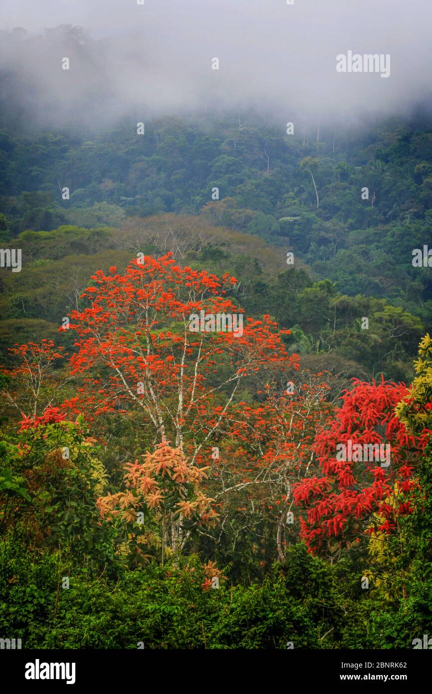 Paesaggio di Panama con lussureggiante foresta pluviale e alberi fioriti vicino alla stazione di Cana Field nel parco nazionale di Darien, provincia di Darien, Repubblica di Panama. Foto Stock