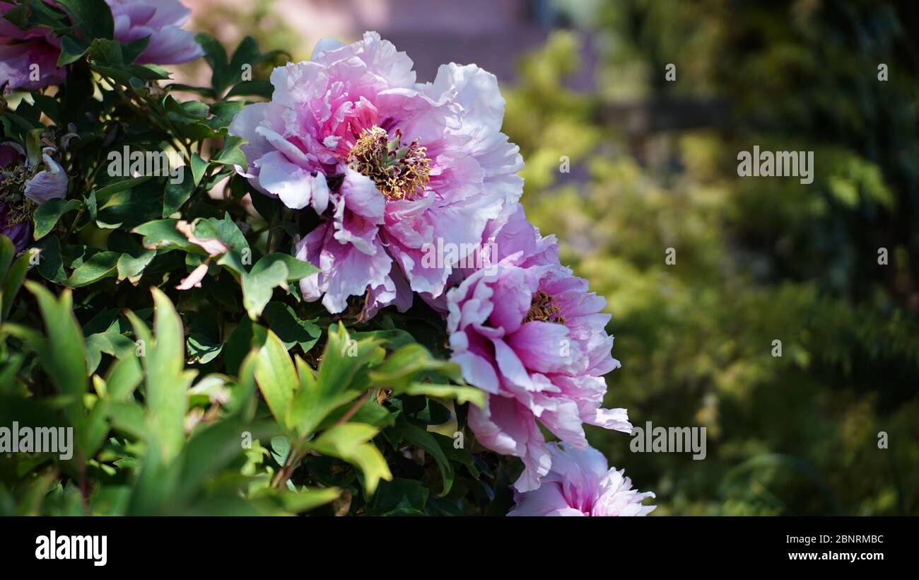 Peony Bush Foto Stock