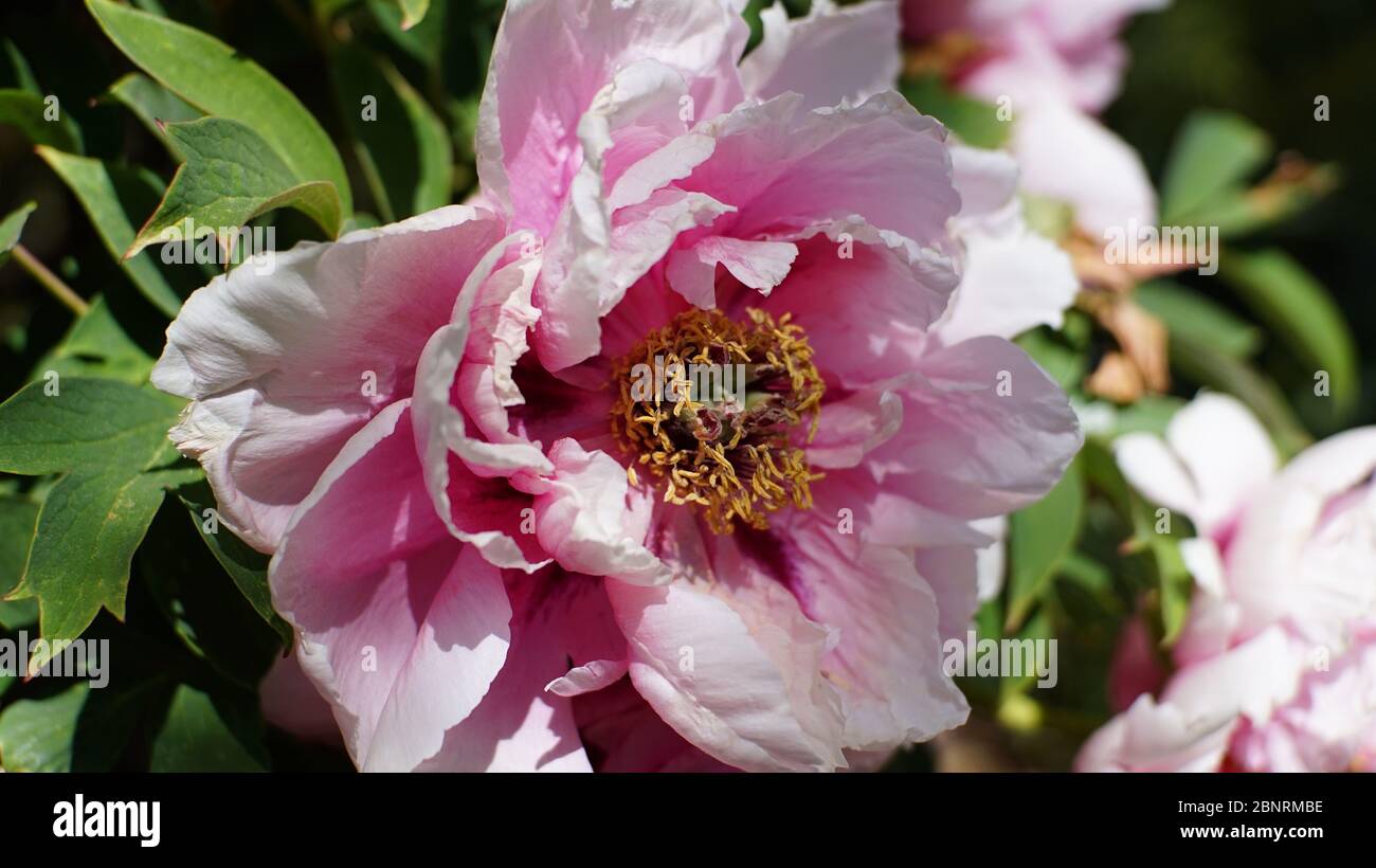 Peony Bush Foto Stock