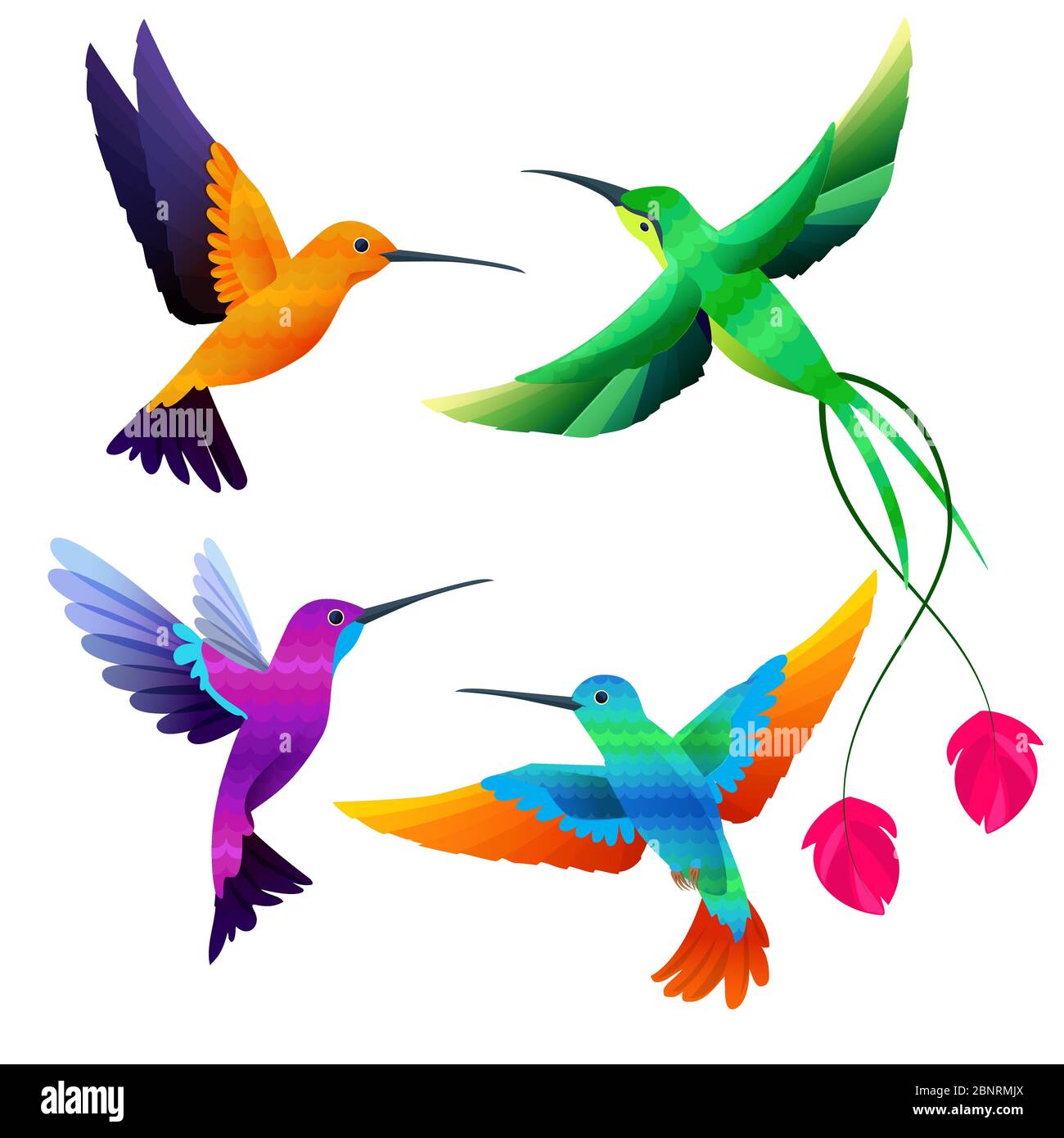 Collezione di colibrì. Esotico tropicale piccoli uccelli volare vettore cartoon set Illustrazione Vettoriale