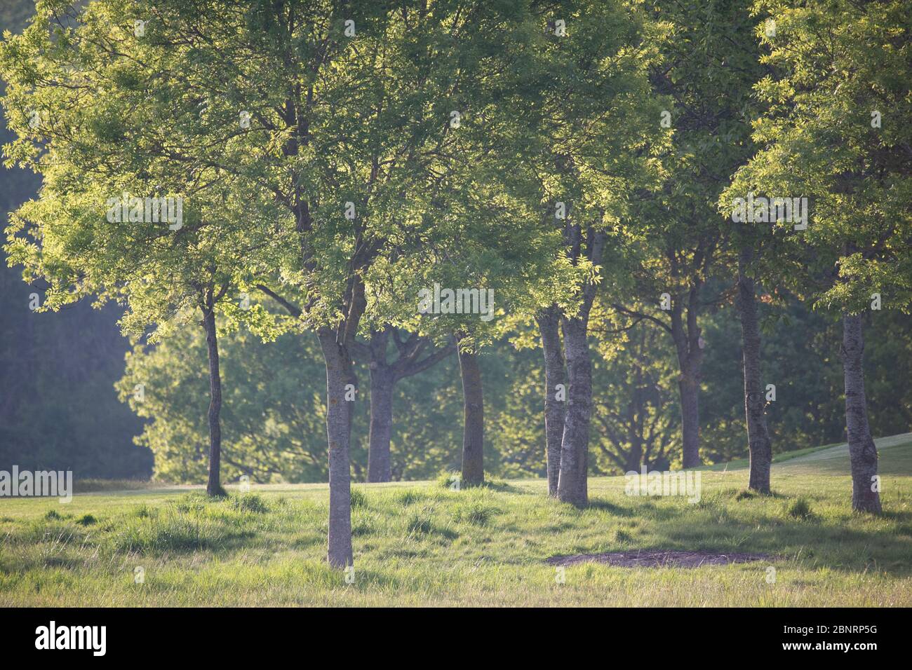 Alberi nella mattina presto nella campagna del kent. REGNO UNITO Foto Stock