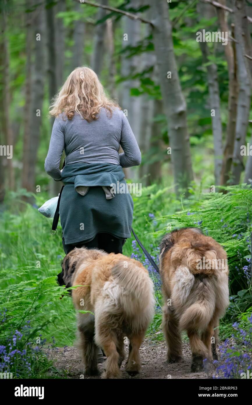 Una donna che cammina due cani attraverso i boschi nella campagna del Kent. Scatto stile di vita. Foto Stock