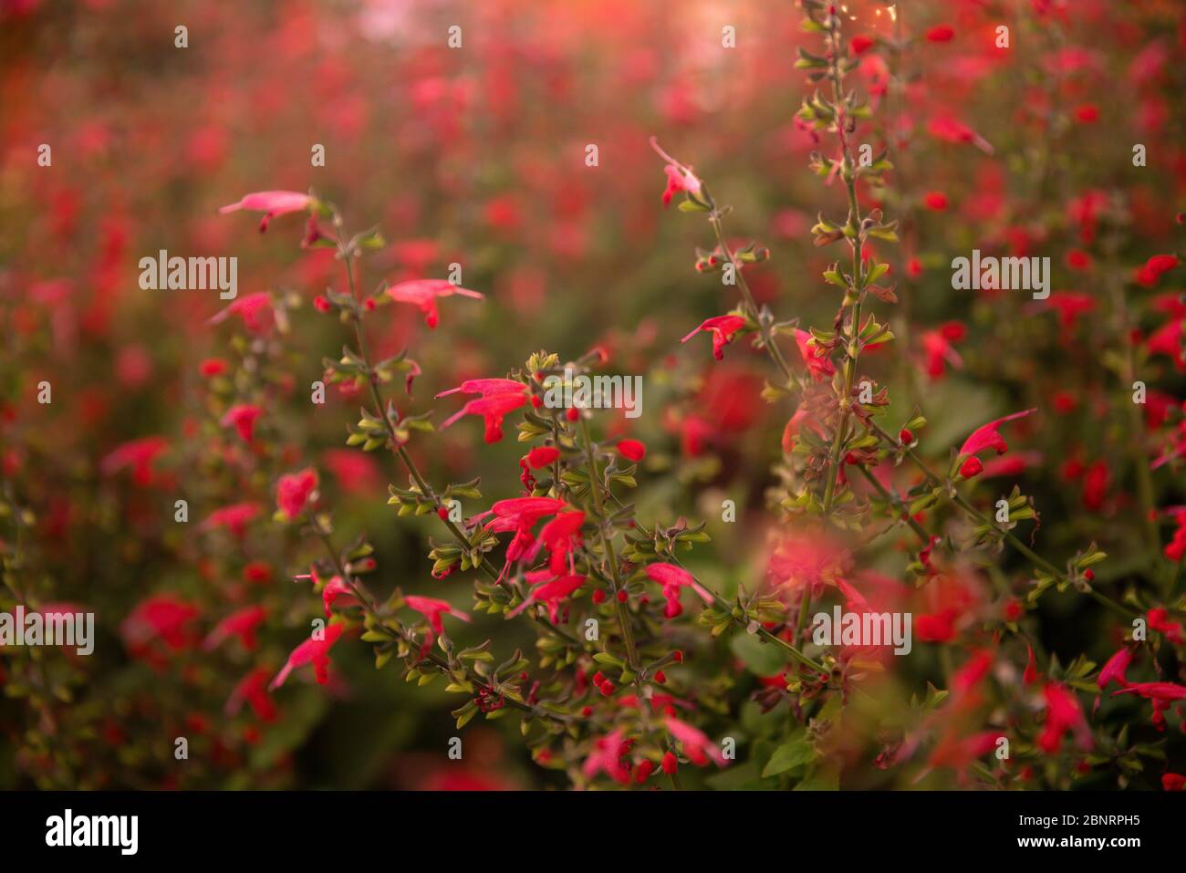 Giardino da sogno con bellissimi fiori rossi tutto intorno Foto Stock