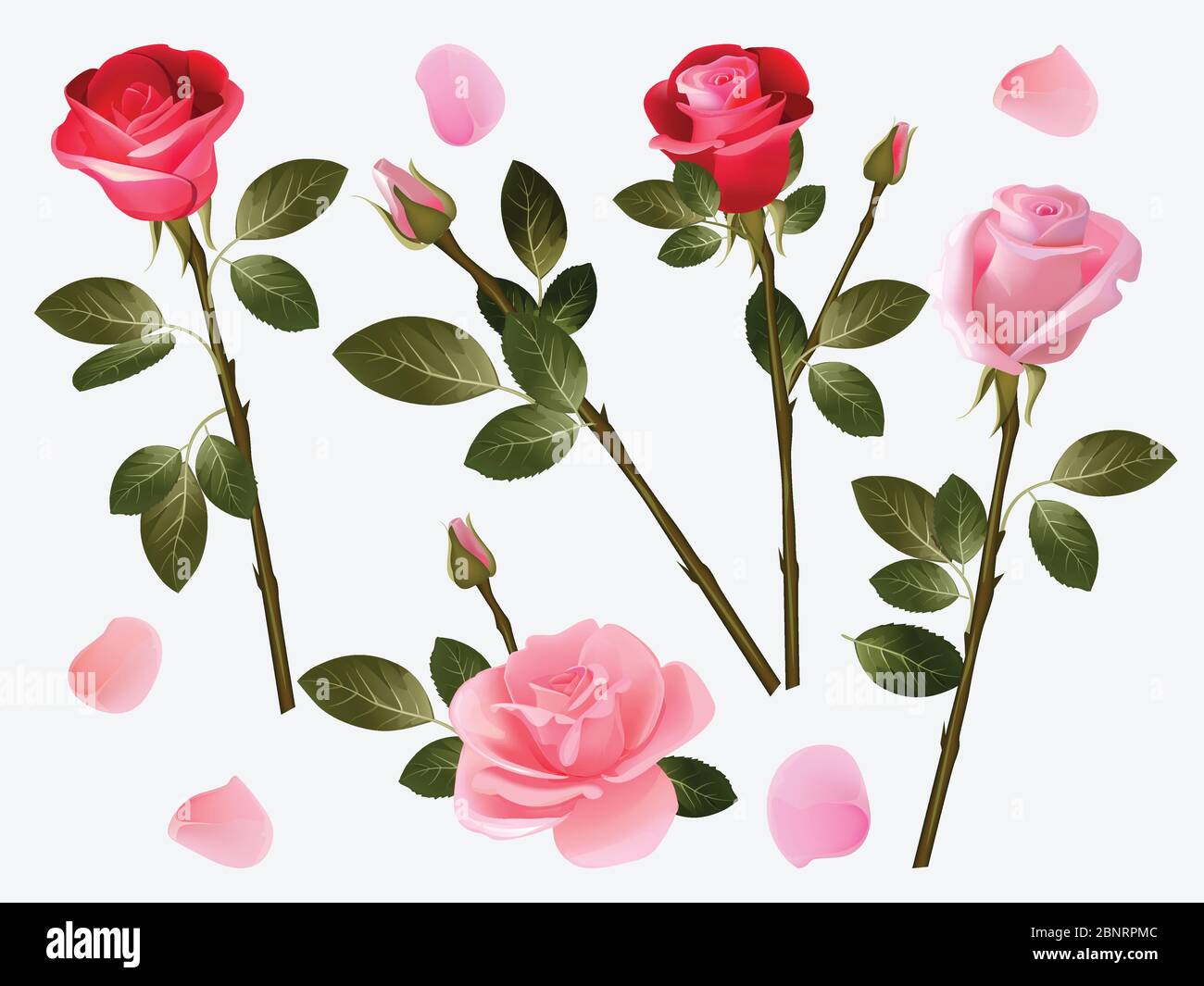 Rosa rossa. Fiori di amore di pianta Beautiful boccioli rossi con foglie verdi vettore di illustrazione di erbe raccolta Illustrazione Vettoriale