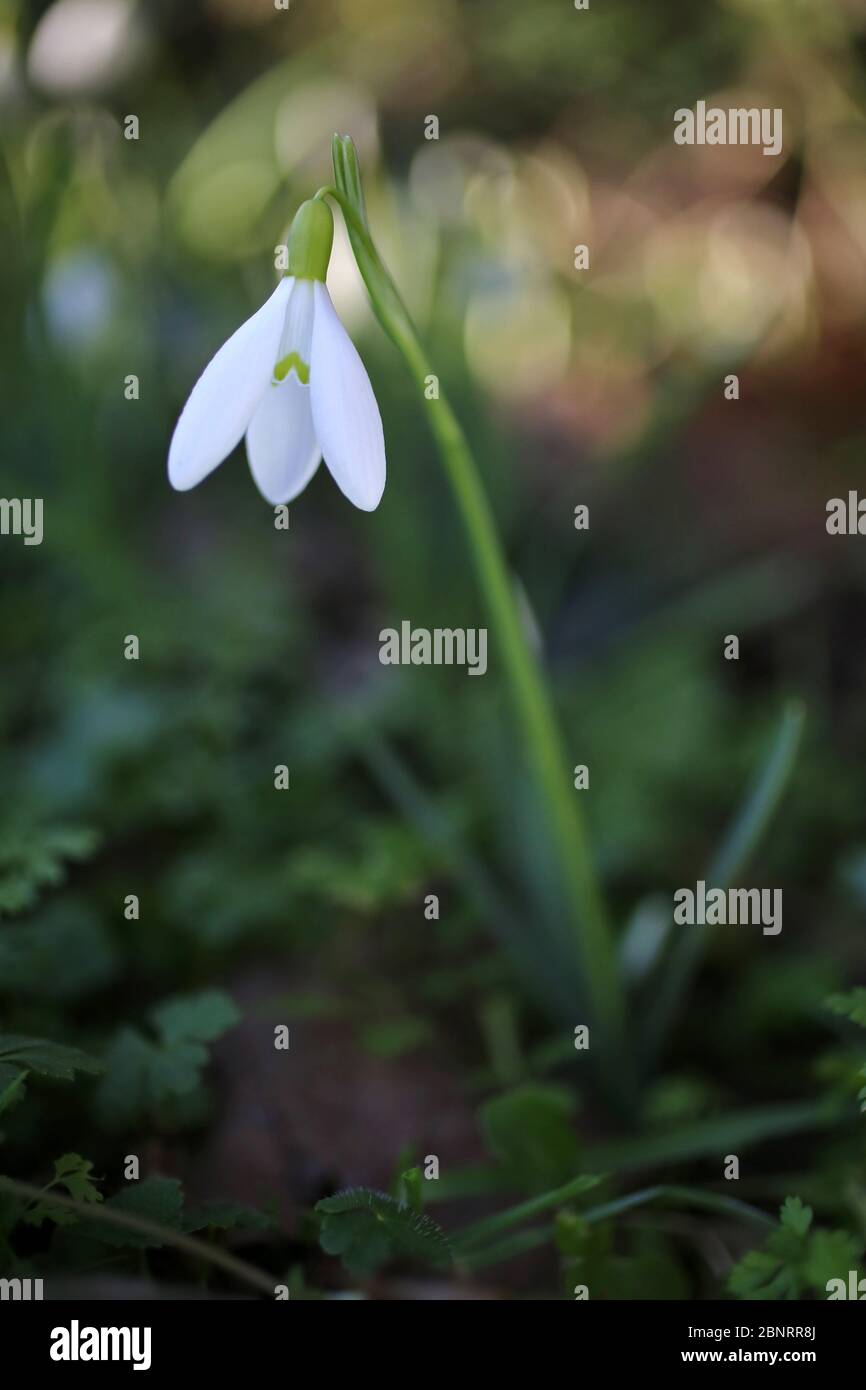 Galanthus nivalis, Snowdrop. Pianta selvatica sparato in primavera. Foto Stock