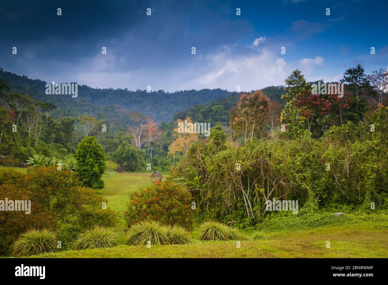 Foresta pluviale alla stazione di campo di Cana, parco nazionale di Darien, provincia di Darien, Repubblica di Panama. Foto Stock