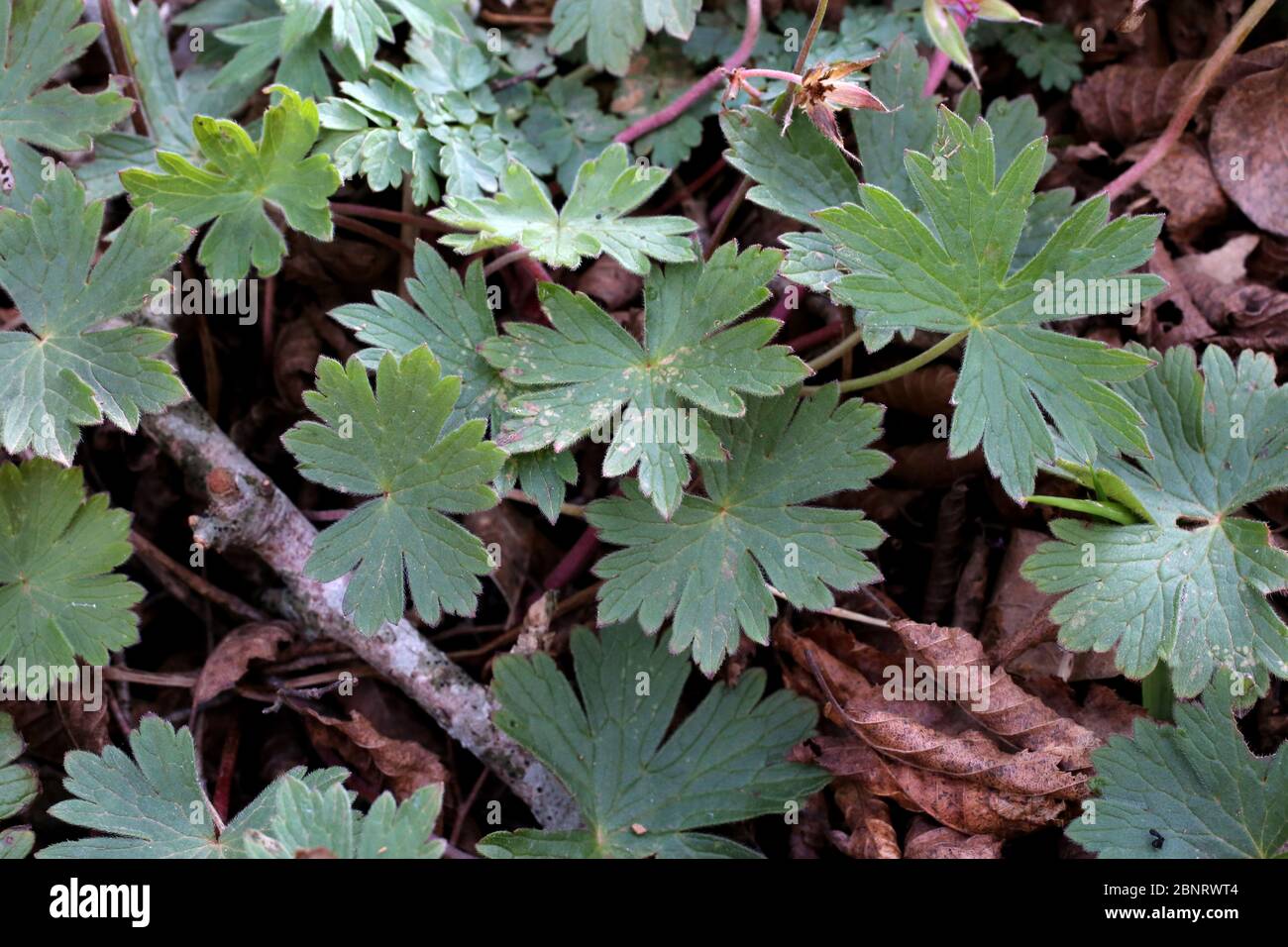Geranio macrorragum, Rock Cranesbill - Wild pianta sparato in primavera. Foto Stock