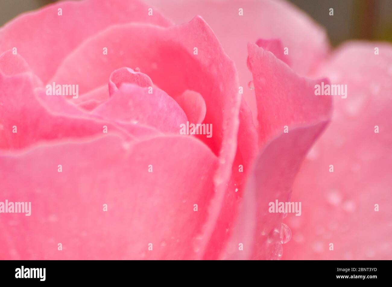 Rosa pieno di gocce di rugiada ultra macro shot Foto Stock