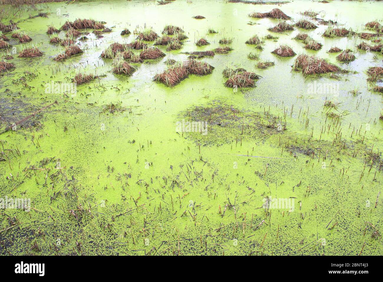 Palude con dossi, erba e fango verde. Anatre sulla superficie dell'acqua. Stagno sopravcrescita. Carote con rane. Pericoloso bog bagnato. Foto Stock