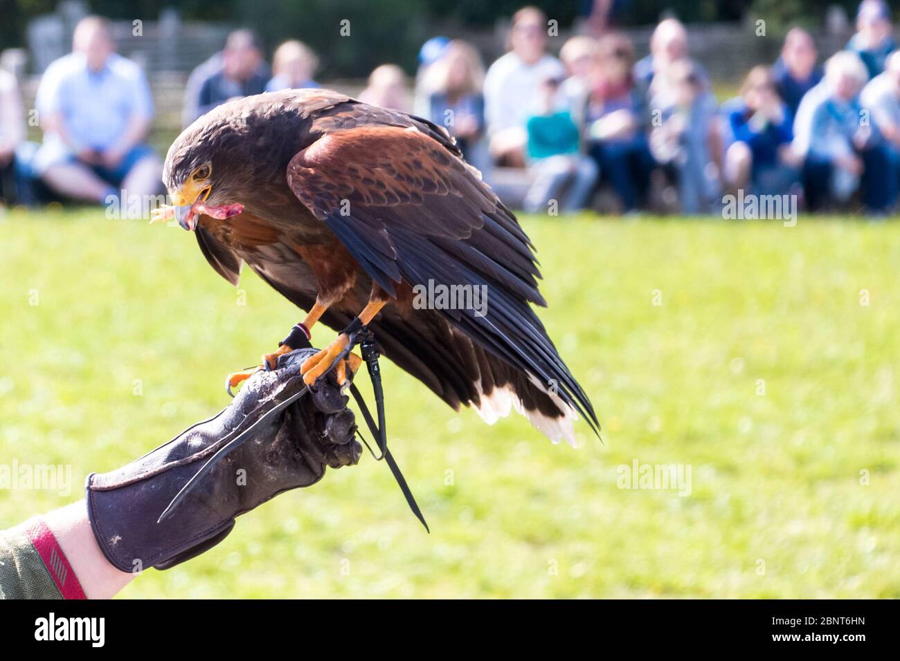 Aquila d'oro che mangia in uno spettacolo di falconeria con persone irriconoscibili sul braccio del suo allenatore. Concetto animale Foto Stock