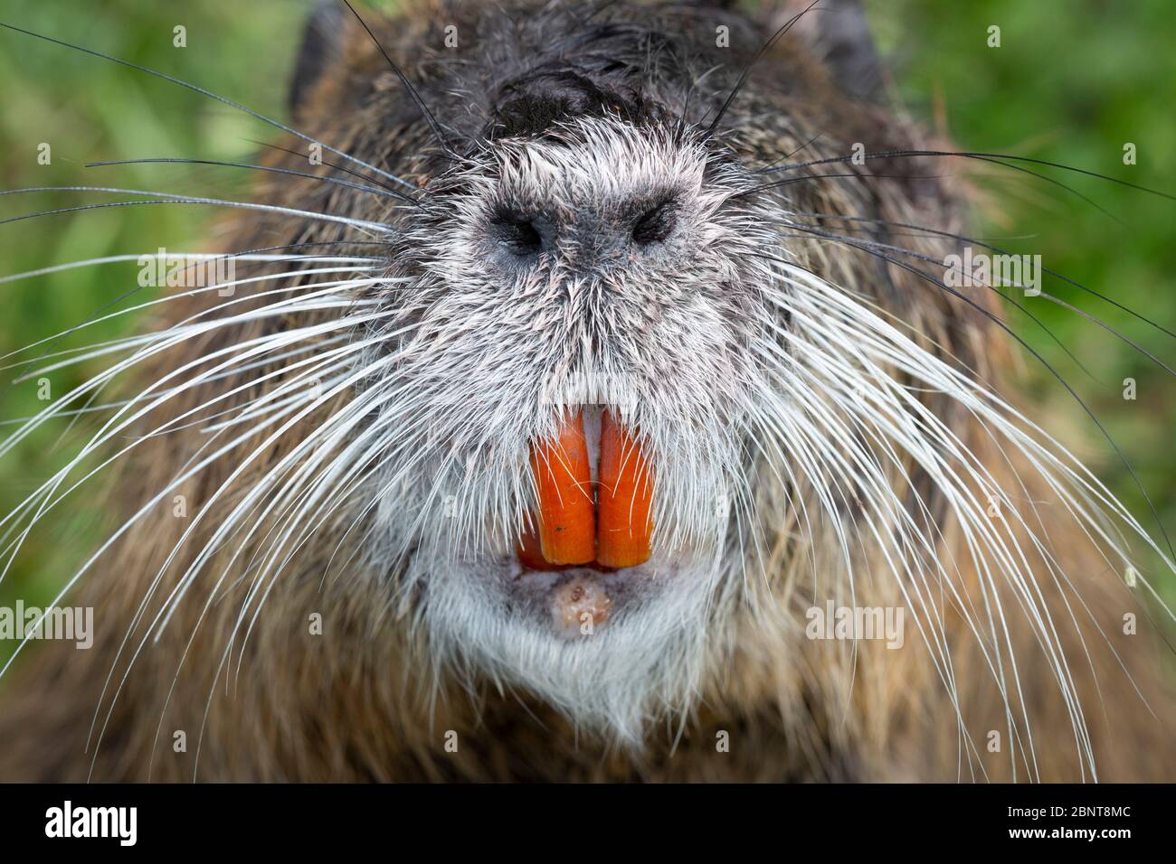 Dettaglio di un Nutria o Coypu (Myocastor Coypus) che mostra i suoi denti incisivi e le grandi narici. Foto Stock