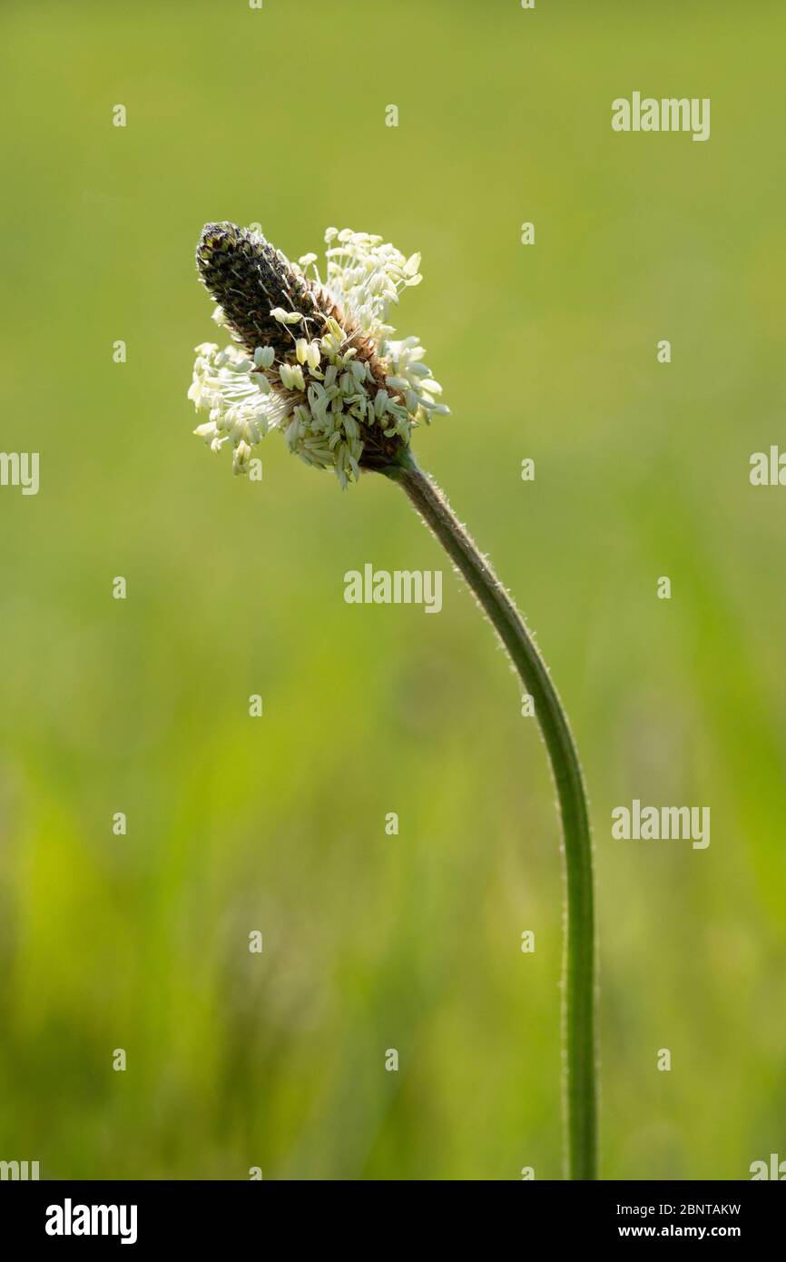 Particolare del fiore della piantana di Ribwort (Plantago lanceolata) su sfondo verde. Foto Stock