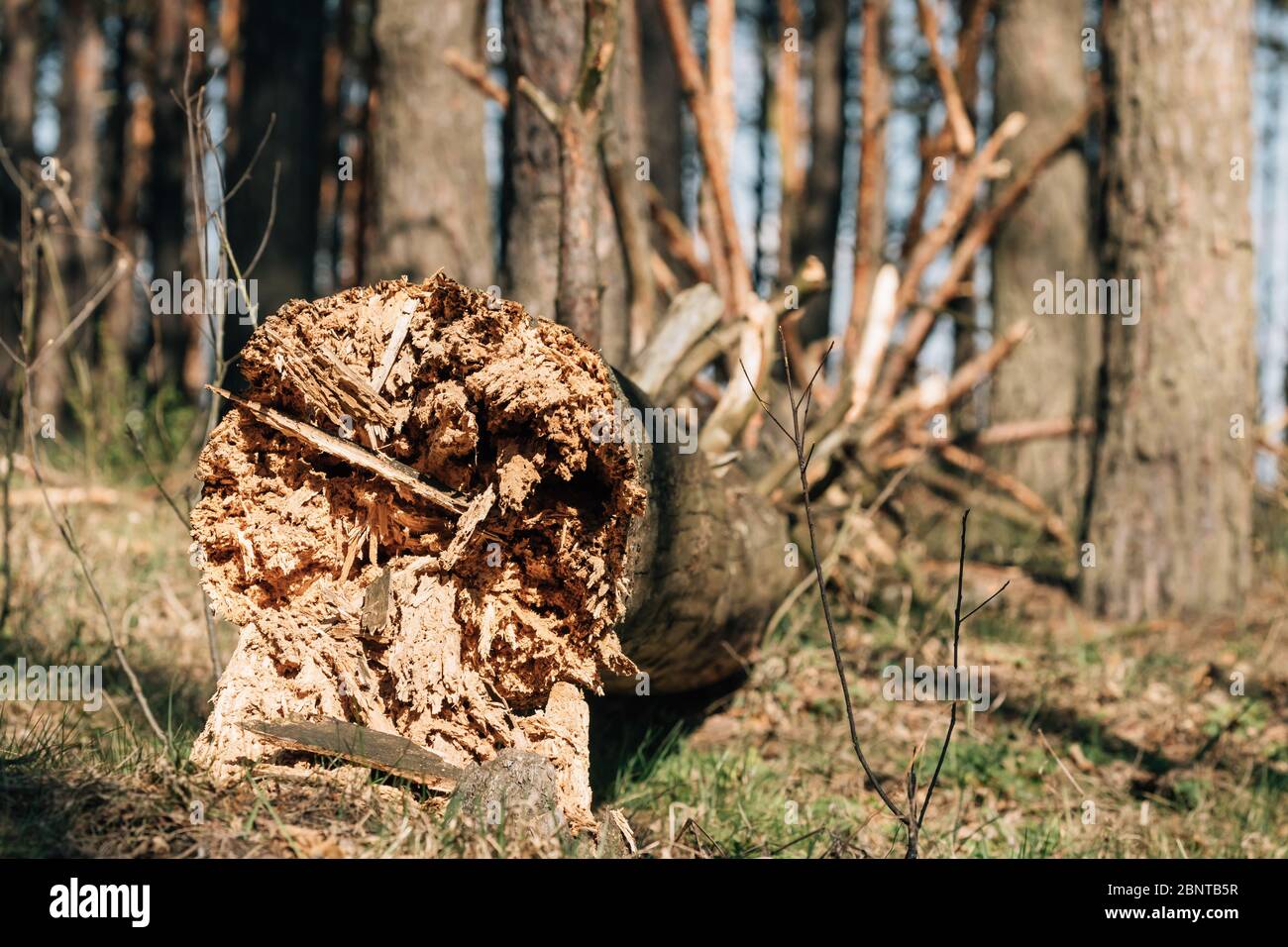 Tronco di vecchio pino caduto. Windfall in Forest. Danni da tempesta. Fallen Tree in Coniferous Forest dopo forte uragano Wind Foto Stock