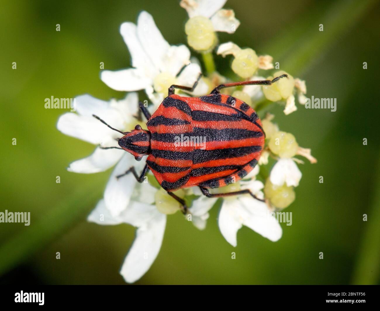 Bug striped, Minstrel bug o italiano striped bug (Graphosoma italicum) Foto Stock