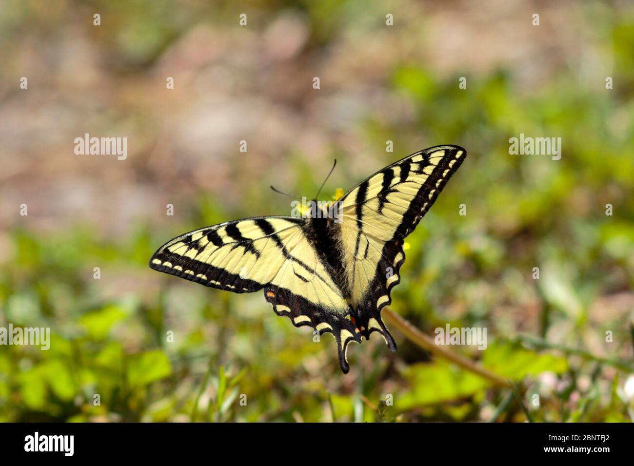 Farfalla a coda di rondine con ampia alinga aperta che alimenta il nettare su un fiore di danfelione. Foto Stock