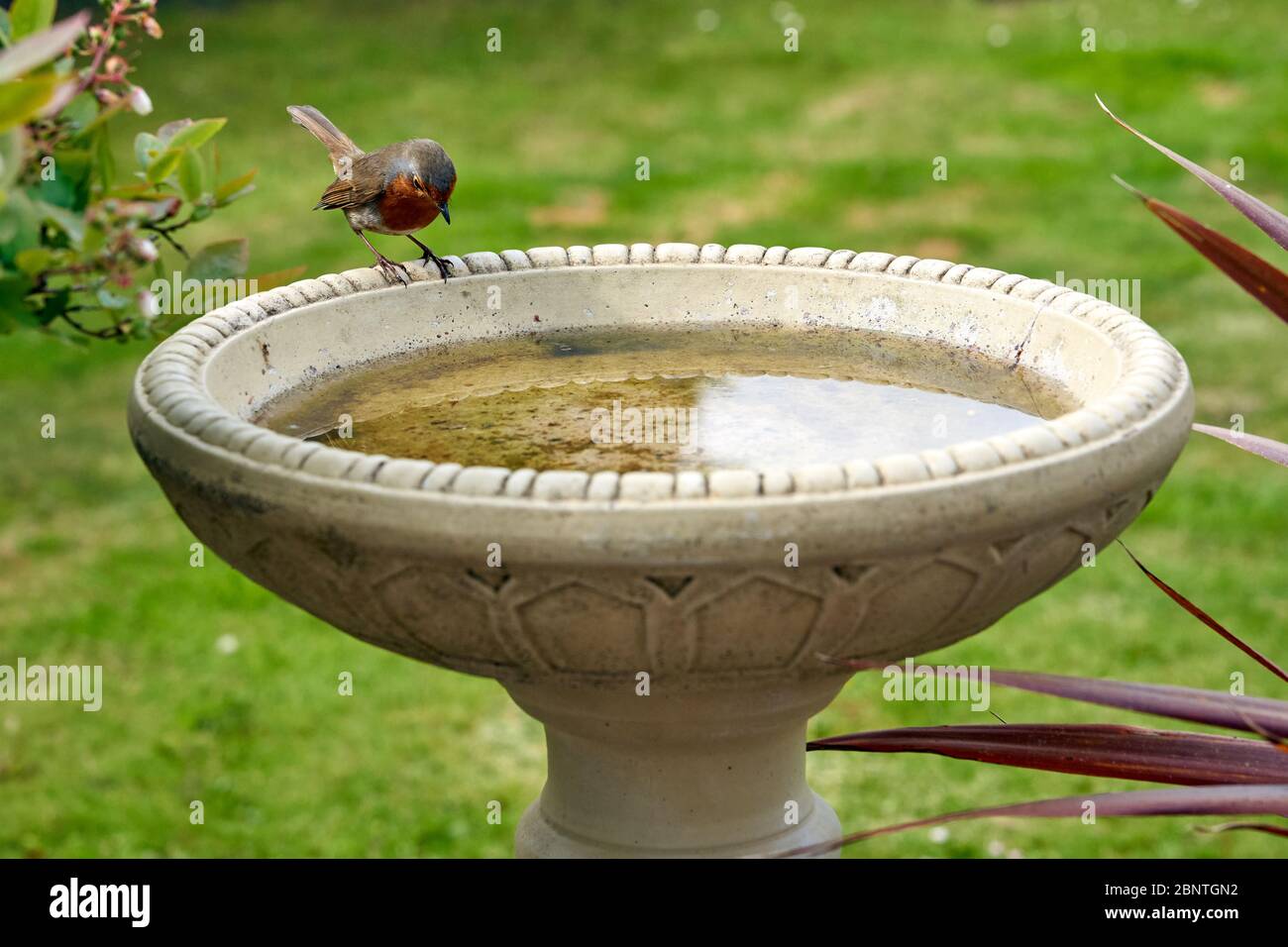 Robin in un giardino di ritorno uccello bagno in Galles del Sud, Regno Unito Foto Stock