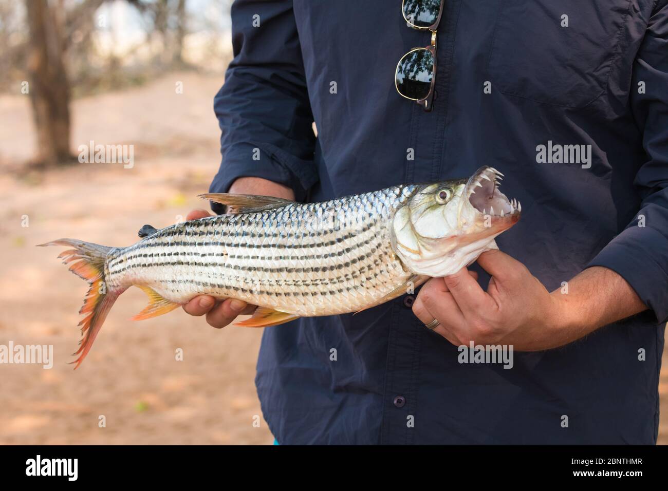 Pescatore maschio che tiene piccolo pesce tigerfish africano con entrambe le mani, Zimbabwe Foto Stock
