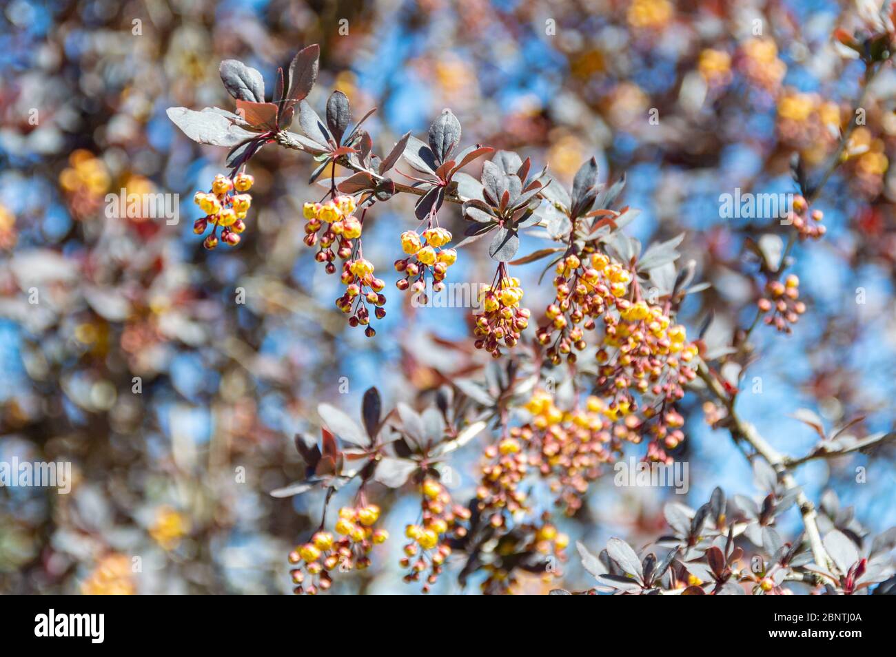 Bloming barberry tree. Ramo di fiori di barberry isolato su sfondo sfocato sfocato di fioritura barberry albero Foto Stock