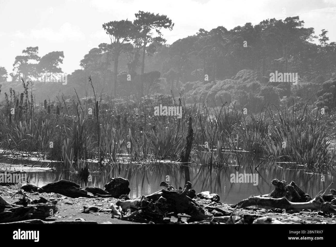 Driftwood e tempesta alberi rotti. Atmosfera primordiale Wild West Coast South Island, Nuova Zelanda. No People.Bianco e nero . Foto Stock