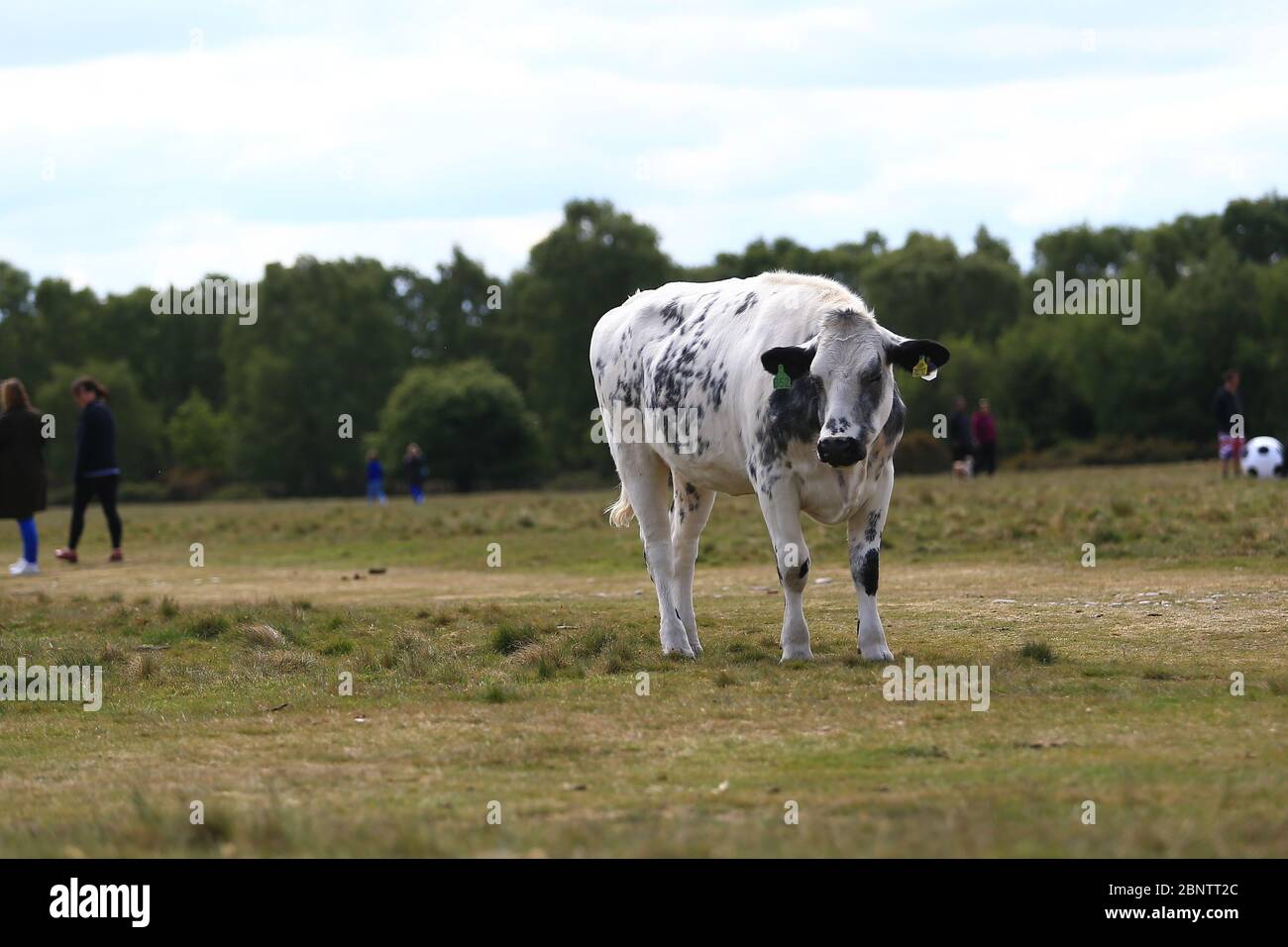 Sutton Park, Birmingham, Regno Unito. 16 maggio 2020. Una mucca solita è avvistata nel Sutton Park, Birmingham, mentre le persone intorno ad esso godono un pomeriggio nel parco. Credit: Peter Lopeman/Alamy Live News Foto Stock